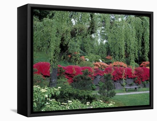 Japanese Garden Rhododendrons in Washington Park Arboretum, Seattle, Washington, USA-Jamie & Judy Wild-Framed Premier Image Canvas