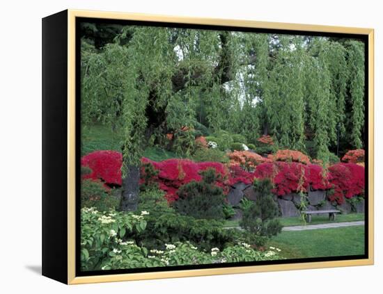 Japanese Garden Rhododendrons in Washington Park Arboretum, Seattle, Washington, USA-Jamie & Judy Wild-Framed Premier Image Canvas