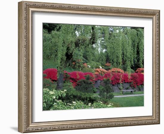 Japanese Garden Rhododendrons in Washington Park Arboretum, Seattle, Washington, USA-Jamie & Judy Wild-Framed Photographic Print