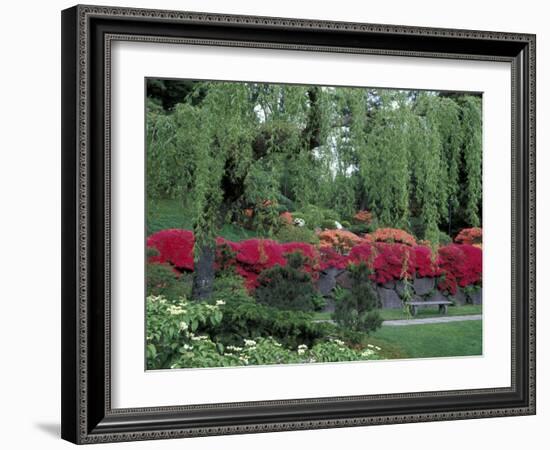 Japanese Garden Rhododendrons in Washington Park Arboretum, Seattle, Washington, USA-Jamie & Judy Wild-Framed Photographic Print