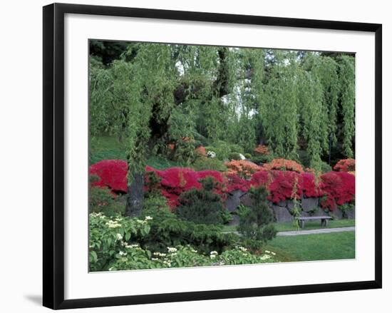 Japanese Garden Rhododendrons in Washington Park Arboretum, Seattle, Washington, USA-Jamie & Judy Wild-Framed Photographic Print