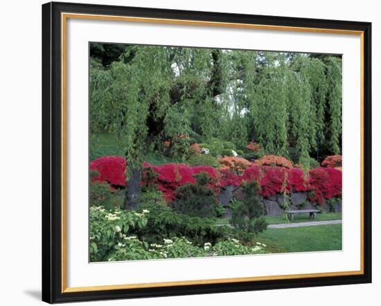 Japanese Garden Rhododendrons in Washington Park Arboretum, Seattle, Washington, USA-Jamie & Judy Wild-Framed Photographic Print
