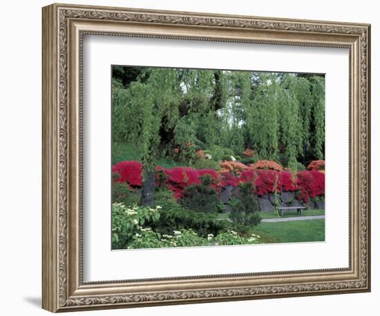 Japanese Garden Rhododendrons in Washington Park Arboretum, Seattle, Washington, USA-Jamie & Judy Wild-Framed Photographic Print