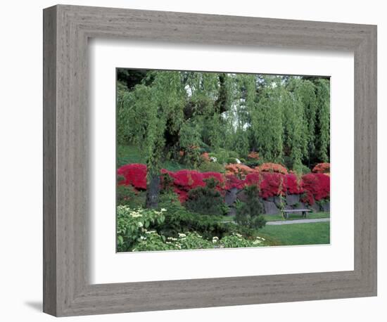 Japanese Garden Rhododendrons in Washington Park Arboretum, Seattle, Washington, USA-Jamie & Judy Wild-Framed Photographic Print