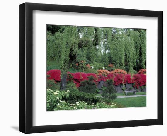 Japanese Garden Rhododendrons in Washington Park Arboretum, Seattle, Washington, USA-Jamie & Judy Wild-Framed Photographic Print