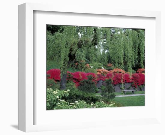 Japanese Garden Rhododendrons in Washington Park Arboretum, Seattle, Washington, USA-Jamie & Judy Wild-Framed Photographic Print