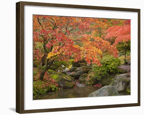 Japanese Garden, Washington Park Arboretum, Seattle, Washington, Usa-Jamie & Judy Wild-Framed Photographic Print