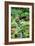 Japanese Garden-Erin Berzel-Framed Photographic Print