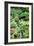 Japanese Garden-Erin Berzel-Framed Photographic Print