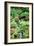 Japanese Garden-Erin Berzel-Framed Photographic Print