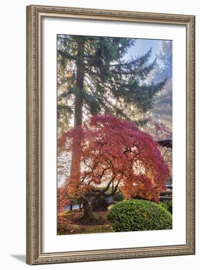 Japanese Gardens in autumn in Portland, Oregon, USA-Chuck Haney-Framed Photographic Print