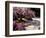 Japanese Gardens in Washington Park, Portland, Oregon, USA-Janis Miglavs-Framed Photographic Print