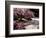 Japanese Gardens in Washington Park, Portland, Oregon, USA-Janis Miglavs-Framed Photographic Print