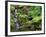 Japanese Gardens Washington Park Portland Oregon, USA-null-Framed Photographic Print