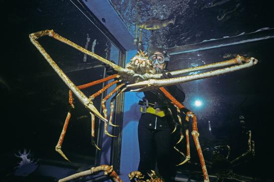 Japanese spider crab facts image