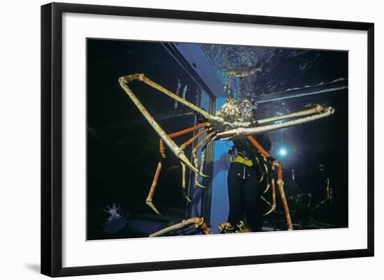 Japanese Giant Spider Crab (Macrocheira Kaempferi) World'S Largest Crustacean In Tokyo Aquarium-Jeff Rotman-Framed Photographic Print