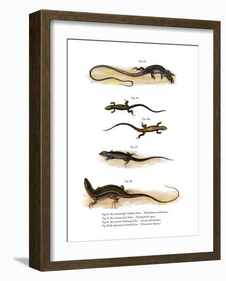 Japanese Grass Lizard-null-Framed Giclee Print