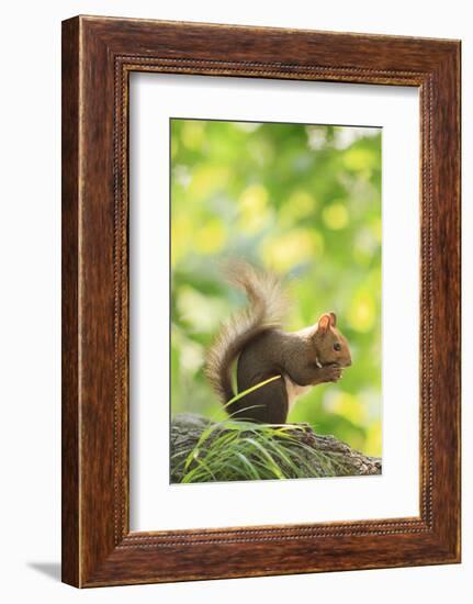 Japanese Hokkaido Squirrel on Mt Maruyama, Hokkaido, Japan-Paul Dymond-Framed Photographic Print