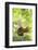 Japanese Hokkaido Squirrel on Mt Maruyama, Hokkaido, Japan-Paul Dymond-Framed Photographic Print