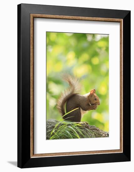 Japanese Hokkaido Squirrel on Mt Maruyama, Hokkaido, Japan-Paul Dymond-Framed Photographic Print