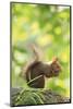 Japanese Hokkaido Squirrel on Mt Maruyama, Hokkaido, Japan-Paul Dymond-Mounted Photographic Print