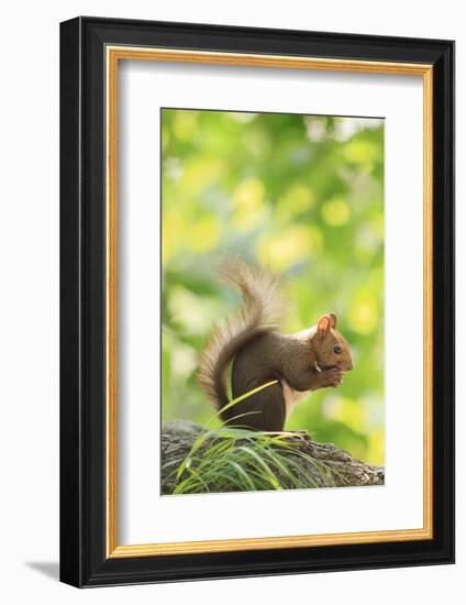 Japanese Hokkaido Squirrel on Mt Maruyama, Hokkaido, Japan-Paul Dymond-Framed Photographic Print