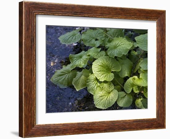 Japanese Horseradish Plant (Wasabi), Growing at the Daio Wasabi Farm in Hotaka, Nagano, Japan-null-Framed Photographic Print