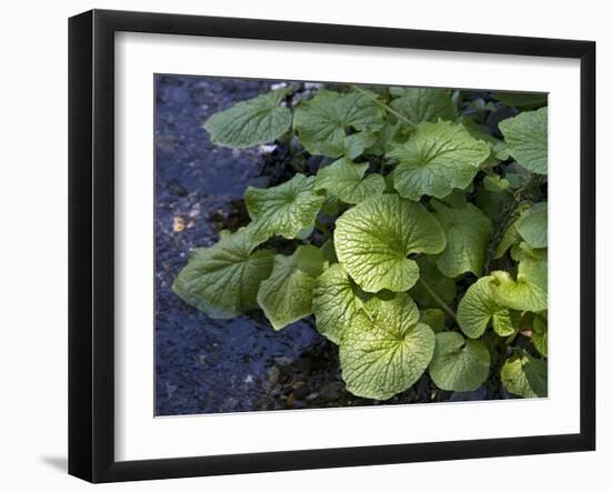 Japanese Horseradish Plant (Wasabi), Growing at the Daio Wasabi Farm in Hotaka, Nagano, Japan-null-Framed Photographic Print