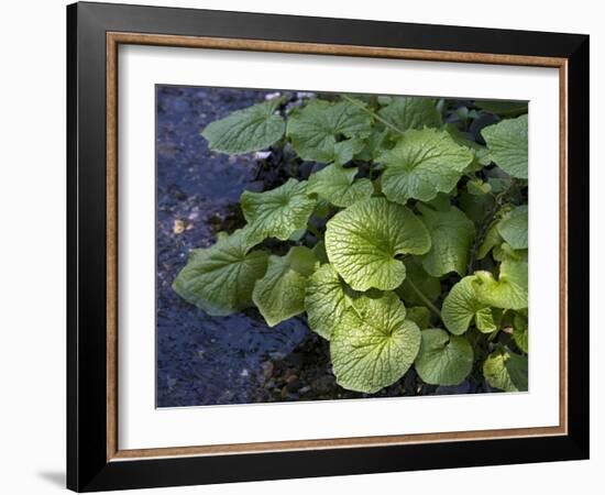 Japanese Horseradish Plant (Wasabi), Growing at the Daio Wasabi Farm in Hotaka, Nagano, Japan-null-Framed Photographic Print