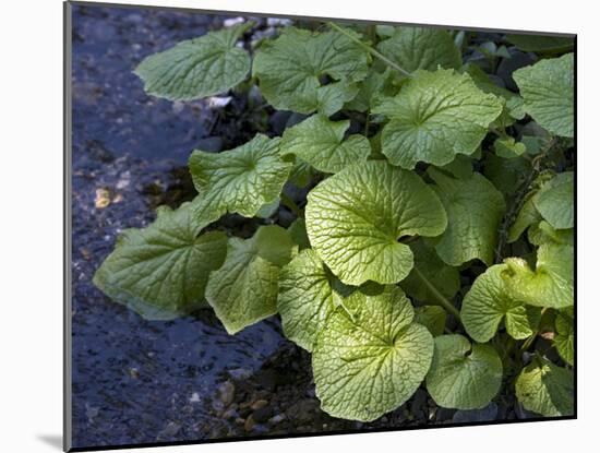 Japanese Horseradish Plant (Wasabi), Growing at the Daio Wasabi Farm in Hotaka, Nagano, Japan-null-Mounted Photographic Print