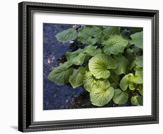 Japanese Horseradish Plant (Wasabi), Growing at the Daio Wasabi Farm in Hotaka, Nagano, Japan-null-Framed Photographic Print