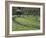 Japanese Horseradish Plants (Wasabi), Growing at the Daio Wasabi Farm in Hotaka, Nagano, Japan-null-Framed Photographic Print