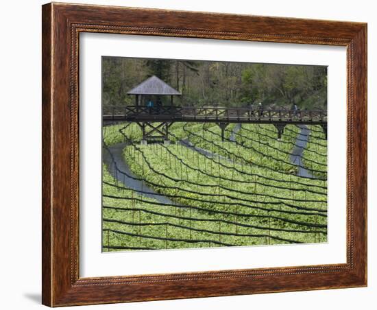 Japanese Horseradish Plants (Wasabi), Growing at the Daio Wasabi Farm in Hotaka, Nagano, Japan-null-Framed Photographic Print