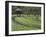 Japanese Horseradish Plants (Wasabi), Growing at the Daio Wasabi Farm in Hotaka, Nagano, Japan-null-Framed Photographic Print