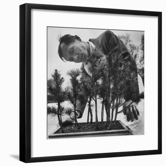 Japanese Horticulturist Kan Yashiroda Tending to a Bonsai Tree-Gordon Parks-Framed Premium Photographic Print