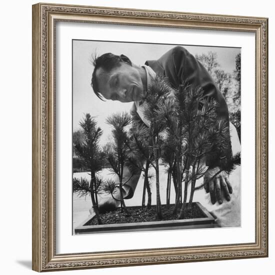 Japanese Horticulturist Kan Yashiroda Tending to a Bonsai Tree-Gordon Parks-Framed Photographic Print
