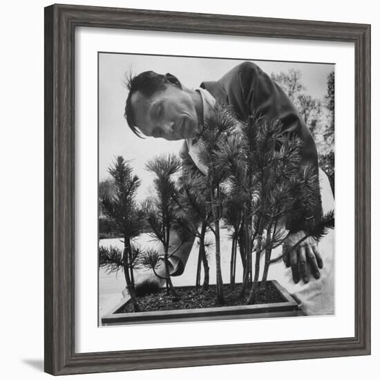 Japanese Horticulturist Kan Yashiroda Tending to a Bonsai Tree-Gordon Parks-Framed Photographic Print