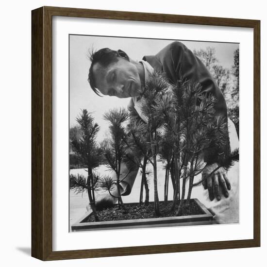 Japanese Horticulturist Kan Yashiroda Tending to a Bonsai Tree-Gordon Parks-Framed Photographic Print