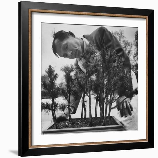 Japanese Horticulturist Kan Yashiroda Tending to a Bonsai Tree-Gordon Parks-Framed Photographic Print