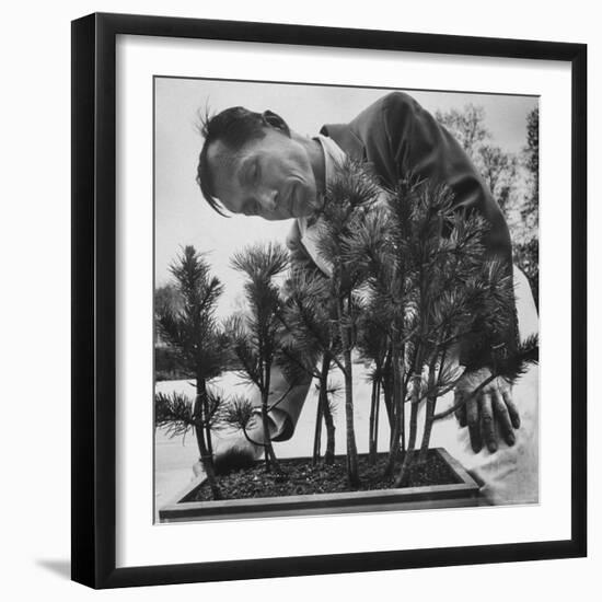 Japanese Horticulturist Kan Yashiroda Tending to a Bonsai Tree-Gordon Parks-Framed Photographic Print