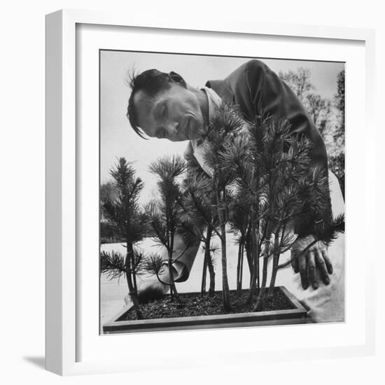 Japanese Horticulturist Kan Yashiroda Tending to a Bonsai Tree-Gordon Parks-Framed Photographic Print