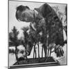 Japanese Horticulturist Kan Yashiroda Tending to a Bonsai Tree-Gordon Parks-Mounted Photographic Print