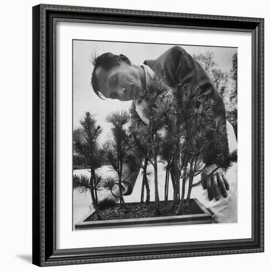 Japanese Horticulturist Kan Yashiroda Tending to a Bonsai Tree-Gordon Parks-Framed Photographic Print