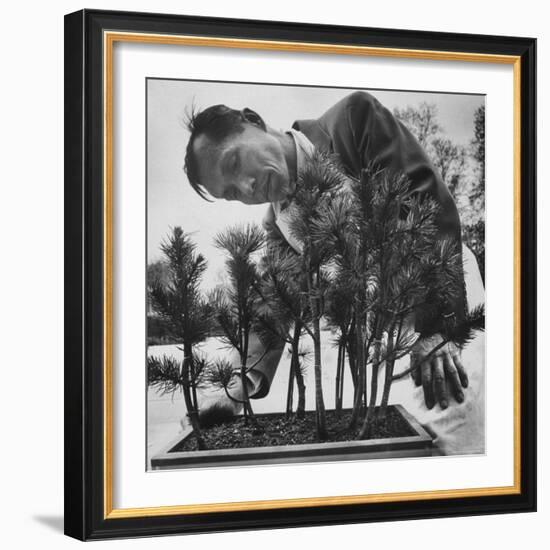 Japanese Horticulturist Kan Yashiroda Tending to a Bonsai Tree-Gordon Parks-Framed Photographic Print