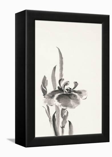 Japanese Iris II-Chris Paschke-Framed Stretched Canvas