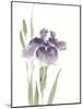 Japanese Iris III Purple Crop-Chris Paschke-Mounted Art Print