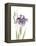 Japanese Iris III Purple Crop-Chris Paschke-Framed Stretched Canvas