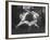 Japanese Karate Students Demonstrating Fighting-null-Framed Photographic Print