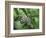 Japanese Kite Butterflies Mating, Florida, USA-Nancy Rotenberg-Framed Photographic Print