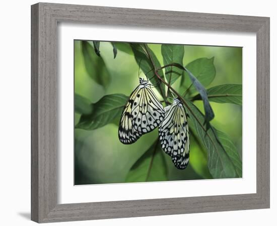 Japanese Kite Butterflies Mating, Florida, USA-Nancy Rotenberg-Framed Photographic Print